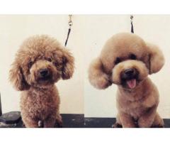 Supergroomers Pets Academy Pte. Ltd.